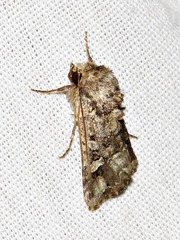 Tycomarptes inferior