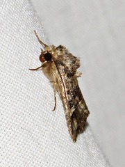 Tycomarptes inferior