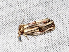 Anedhella interrupta