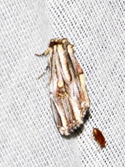 Anedhella interrupta