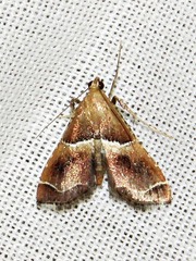 Endotricha consobrinalis consobrinalis