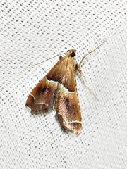 Endotricha consobrinalis consobrinalis