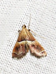 Endotricha consobrinalis consobrinalis