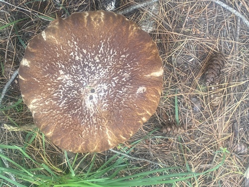 Boletus edulis