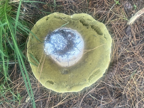 Boletus edulis (Photo 2 of 10)