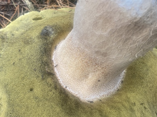 Boletus edulis (Photo 3 of 10)