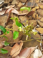 Mesechites trifidus