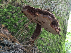 Ganoderma curtisii image