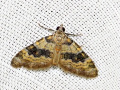 Piercia perizomoides