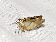 Piercia perizomoides