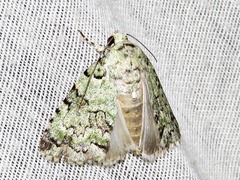 Blenina squamifera
