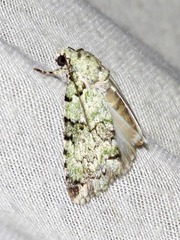 Blenina squamifera