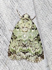 Blenina squamifera