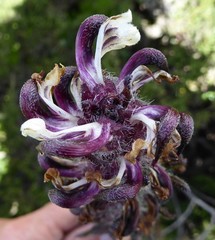 Pedicularis clarkei