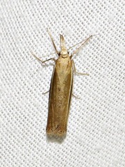Crambus tenuistriga