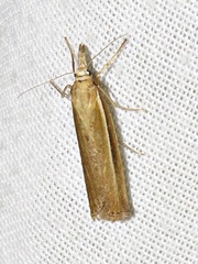 Crambus tenuistriga