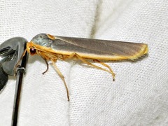 Sozusa scutellata