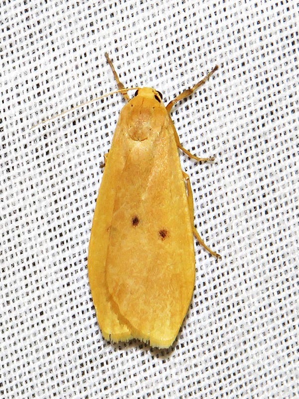 Lysceia