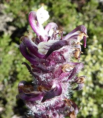 Pedicularis clarkei
