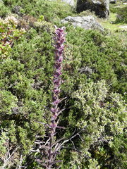 Pedicularis clarkei