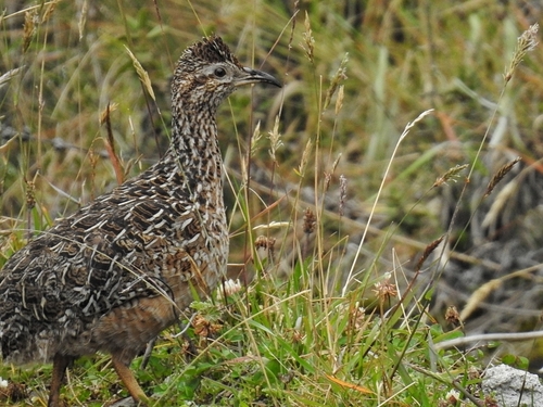 Curve-billed Tinamou (Nothoprocta curvirostris)