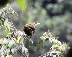 Psarocolius atrovirens