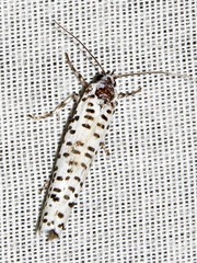 Yponomeuta strigillatus