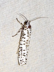 Yponomeuta strigillatus