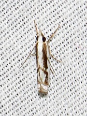 Crambus attis