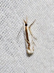 Crambus attis