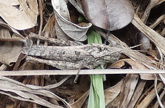 Xyleus discoideus angulatus