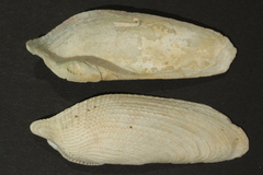 Pholas dactylus