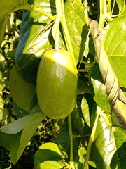 Passiflora quadrangularis