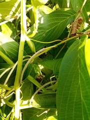 Passiflora quadrangularis