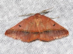 Drepanogynis chromatina