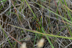 Dasypogon