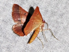 Drepanogynis chromatina