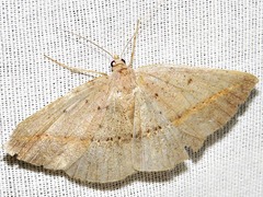 Palaeaspilates inoffensa