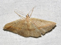 Palaeaspilates inoffensa