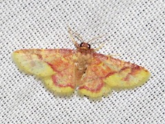Syngatha latiflavaria
