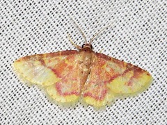 Syngatha latiflavaria