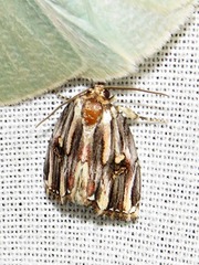 Anedhella interrupta