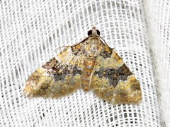 Piercia perizomoides