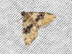 Piercia perizomoides