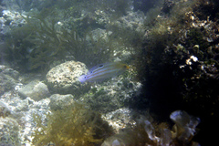 Halichoeres brasiliensis