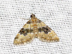 Piercia perizomoides