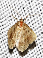 Chiasmia confuscata