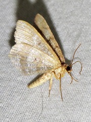 Chiasmia confuscata