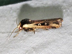 Axylia annularis
