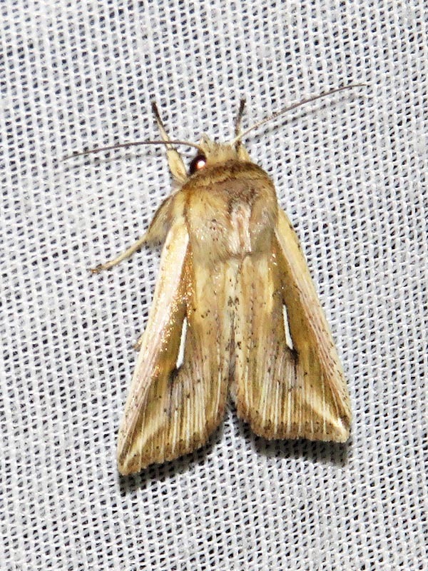 Mythimna internata